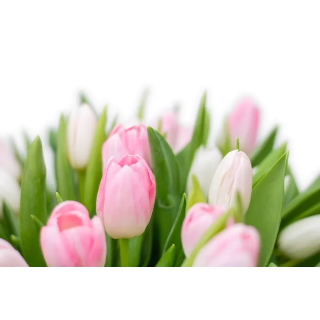 Bouquet of pink tulips